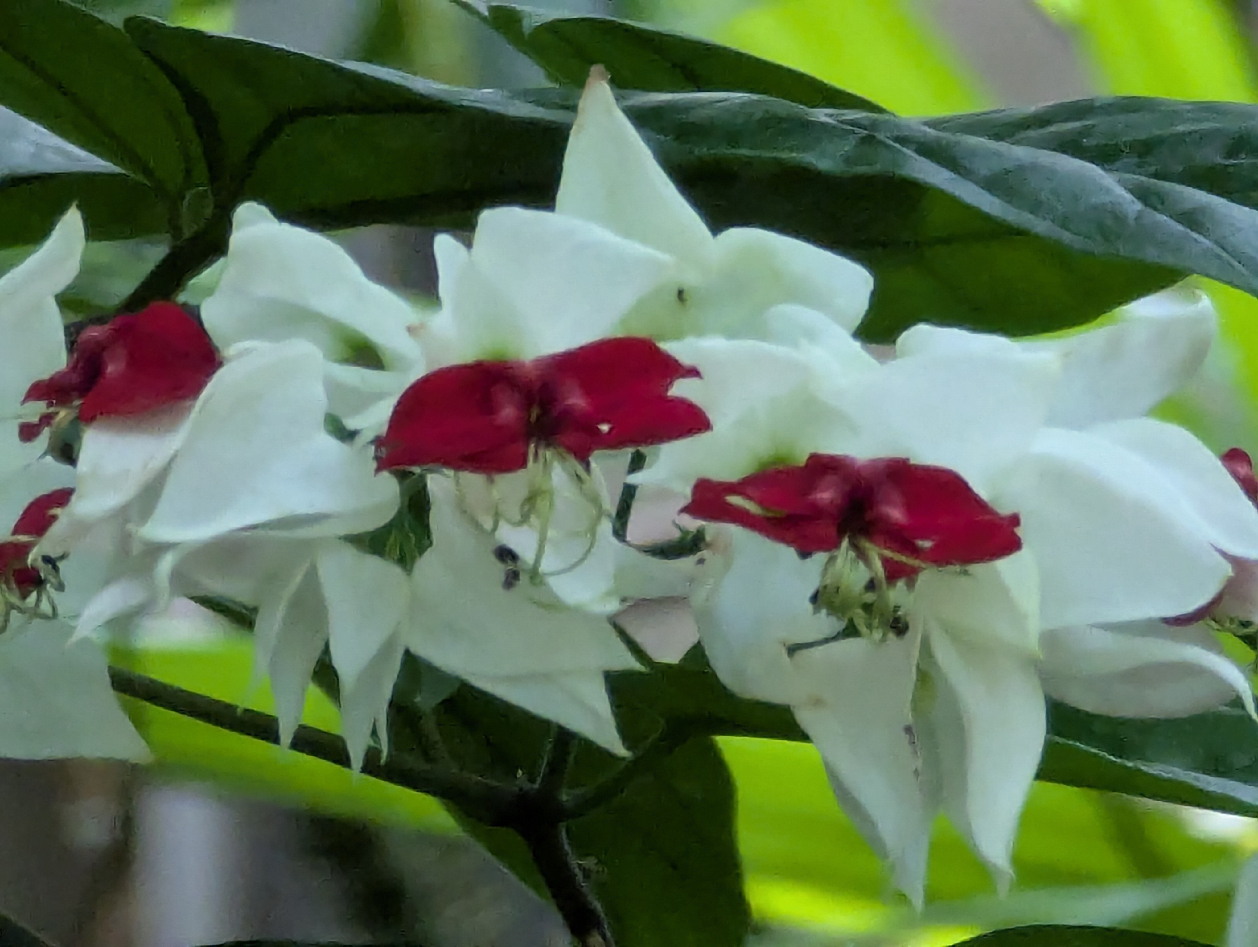 Birthday Trip to Canada, Edmonton, Pyramids, Muttart Observatory